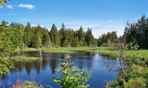 Šumava v letě pro mládež 12+/ 5. - 11. 7. 2026